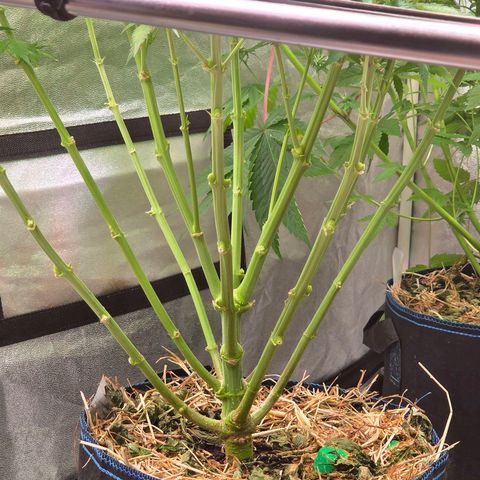 Mexican growlog timeline photo