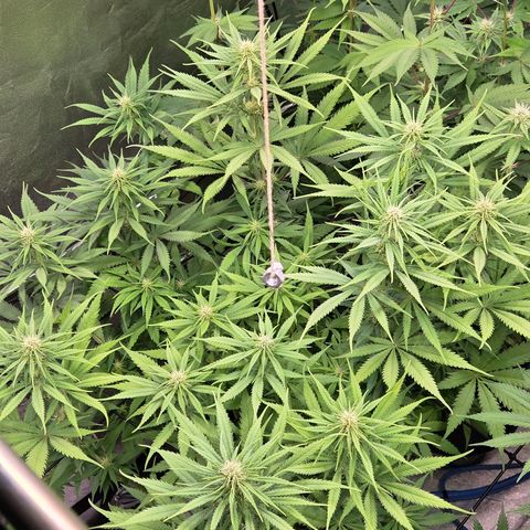 Mexican growlog timeline photo