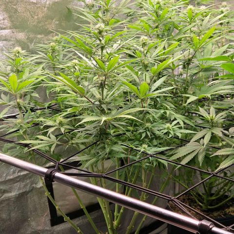 Mexican growlog timeline photo