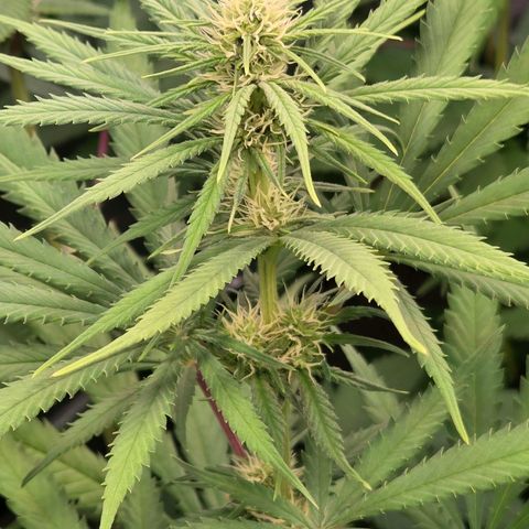 Mexican growlog timeline photo