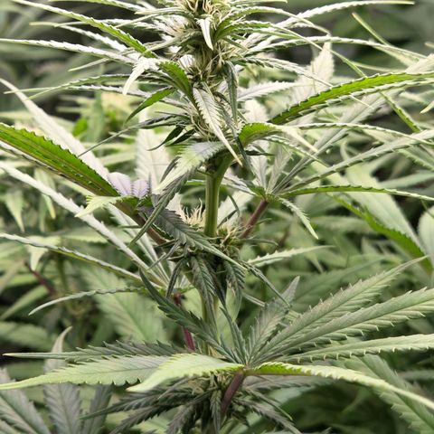 Mexican growlog timeline photo