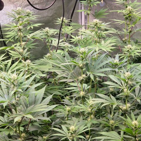 Kalini growlog timeline photo