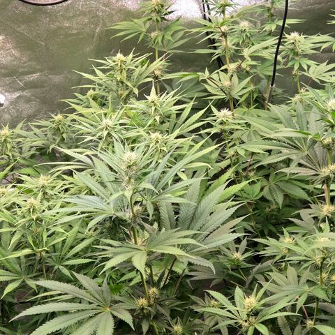 Kalini growlog timeline photo