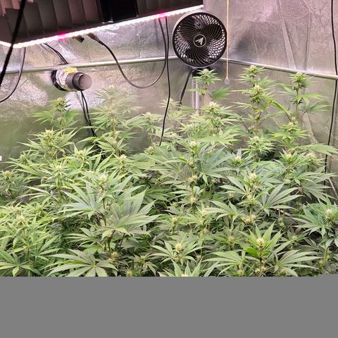 Kalini growlog timeline photo