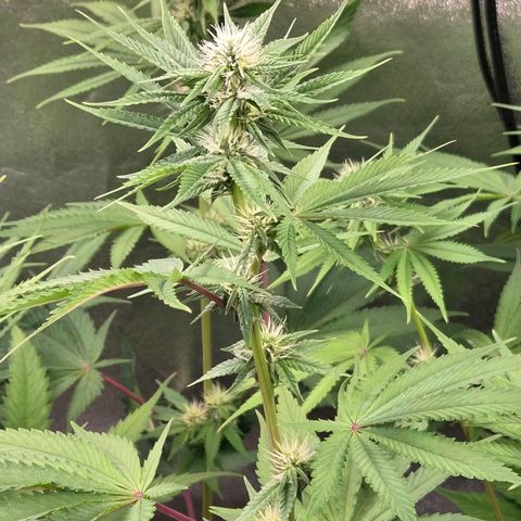 Kalini growlog timeline photo