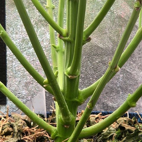 Kalini growlog timeline photo