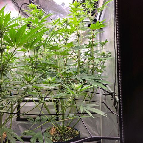 Kalini growlog timeline photo