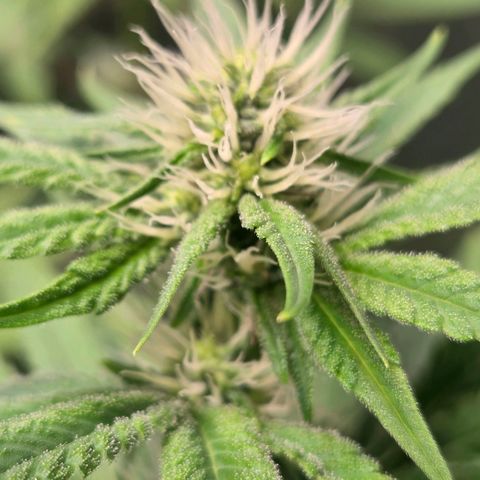 Kalini growlog timeline photo