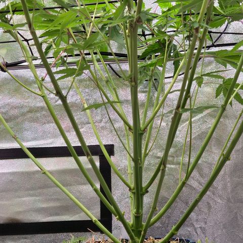 Kalini growlog timeline photo