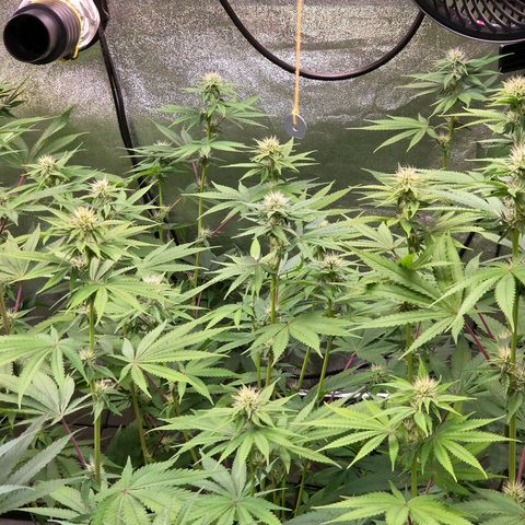 Kalini growlog timeline photo