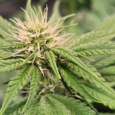 Kalini growlog timeline photo