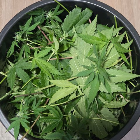 Kalini growlog photo: Da ging heute einiges von den Damen runter u im 10 l Eimer musste etwas gedrückt werden um das was nicht als Mulch auf der Erde blieb , da rein zu bekommen