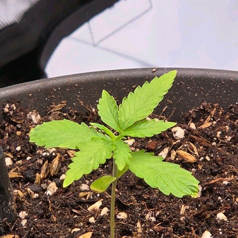 Skitti 1 growlog timeline photo