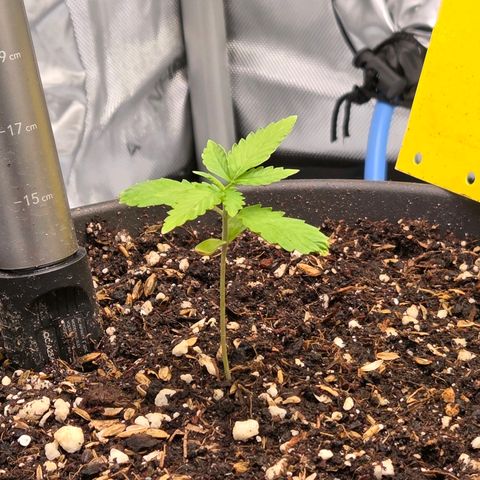 Skitti 1 growlog timeline photo