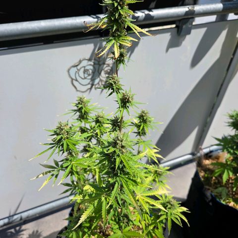 Torti growlog timeline photo