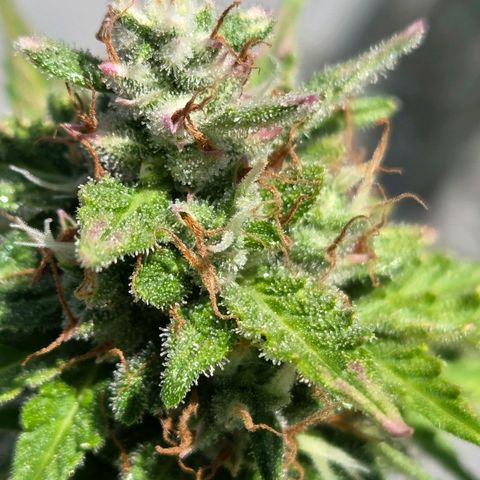 Torti growlog timeline photo
