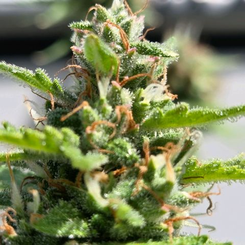 Torti growlog timeline photo