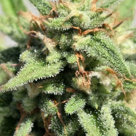 Amnesia S growlog timeline photo