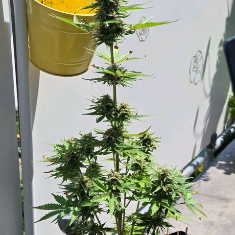 Amnesia S growlog timeline photo