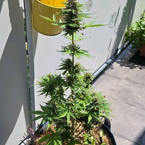 Amnesia S growlog timeline photo