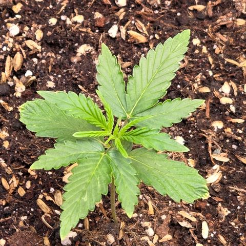Skitti 1 growlog timeline photo
