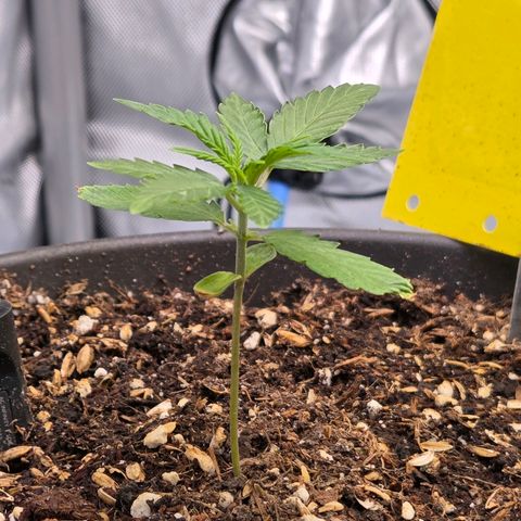 Skitti 1 growlog timeline photo