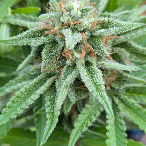 Amnesia S growlog photo: Zwar ganz kleine aus Beute wird es werden aber dem Grund für das klein Wüchsige kam ich auf die Spur. Die Dope Lite was dauerhaft zu feucht gehalten weil ich mich am Blumat Sensor im zu kleinen Range orientierte.
Es wird an gegeben , 80 - 110 mbar ist ideal.
90 mbar für nicht zu nass , bis 250 mbar. Ab 300 mbar wird es tötlich für Microorganismen.
Das ergibt einen ganz anderen Spielraum.