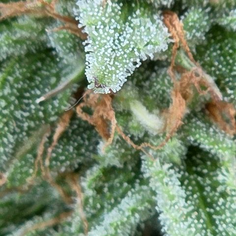 Amnesia S growlog photo: Zwar ganz kleine aus Beute wird es werden aber dem Grund für das klein Wüchsige kam ich auf die Spur. Die Dope Lite was dauerhaft zu feucht gehalten weil ich mich am Blumat Sensor im zu kleinen Range orientierte.
Es wird an gegeben , 80 - 110 mbar ist ideal.
90 mbar für nicht zu nass , bis 250 mbar. Ab 300 mbar wird es tötlich für Microorganismen.
Das ergibt einen ganz anderen Spielraum.