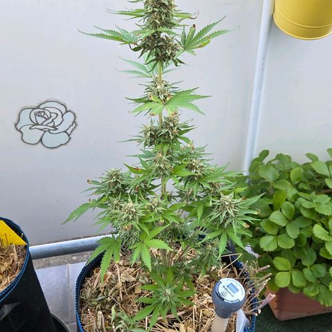 Amnesia S growlog photo: Zwar ganz kleine aus Beute wird es werden aber dem Grund für das klein Wüchsige kam ich auf die Spur. Die Dope Lite was dauerhaft zu feucht gehalten weil ich mich am Blumat Sensor im zu kleinen Range orientierte.
Es wird an gegeben , 80 - 110 mbar ist ideal.
90 mbar für nicht zu nass , bis 250 mbar. Ab 300 mbar wird es tötlich für Microorganismen.
Das ergibt einen ganz anderen Spielraum.