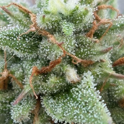 Amnesia S growlog photo: Zwar ganz kleine aus Beute wird es werden aber dem Grund für das klein Wüchsige kam ich auf die Spur. Die Dope Lite was dauerhaft zu feucht gehalten weil ich mich am Blumat Sensor im zu kleinen Range orientierte.
Es wird an gegeben , 80 - 110 mbar ist ideal.
90 mbar für nicht zu nass , bis 250 mbar. Ab 300 mbar wird es tötlich für Microorganismen.
Das ergibt einen ganz anderen Spielraum.