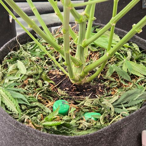 Diesel growlog timeline photo