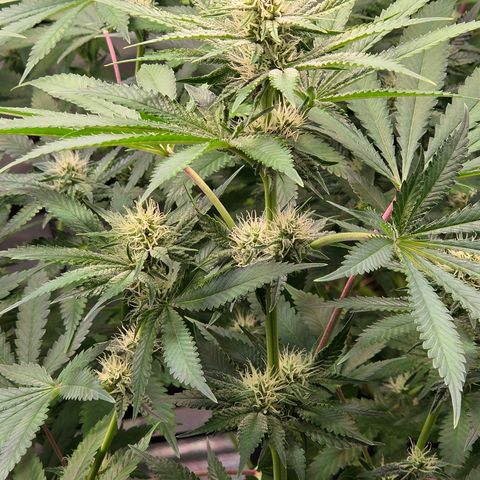 Diesel growlog timeline photo