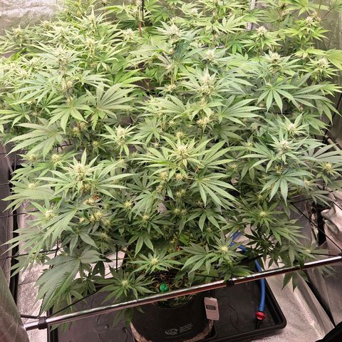 Diesel growlog timeline photo