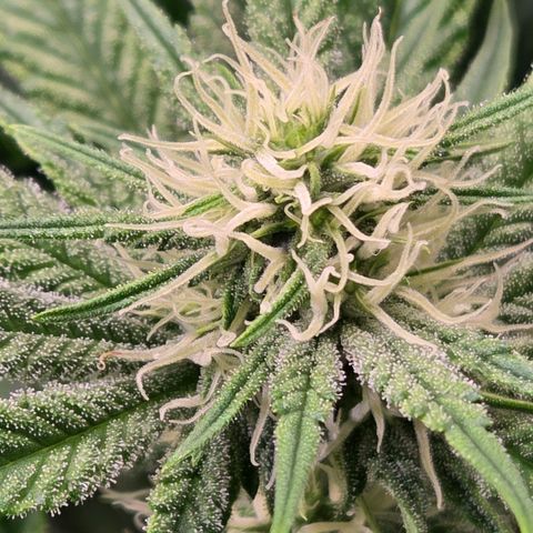 Diesel growlog timeline photo
