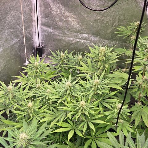 Mexican growlog timeline photo