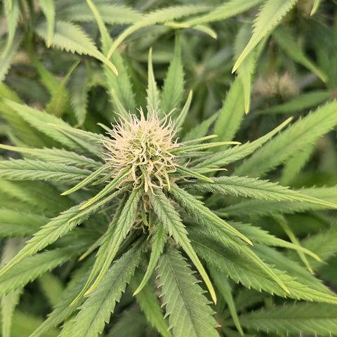 Mexican growlog timeline photo