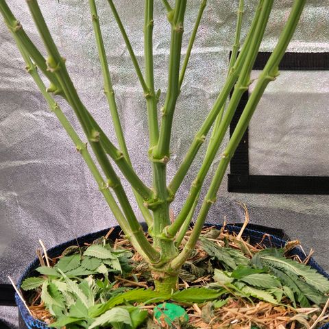 Mexican growlog timeline photo