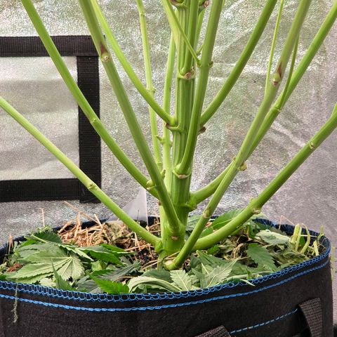 Kalini growlog timeline photo