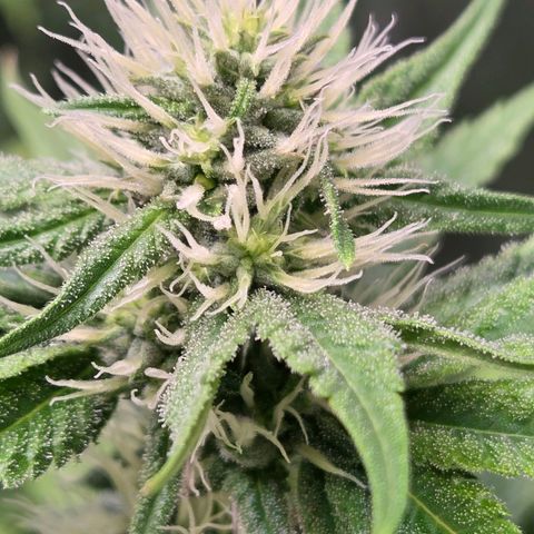 Kalini growlog timeline photo