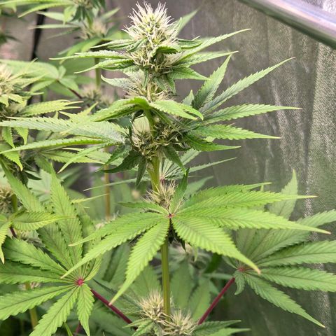 Kalini growlog timeline photo