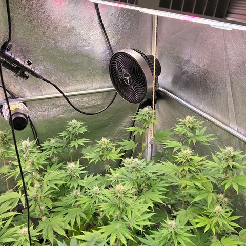 Kalini growlog timeline photo