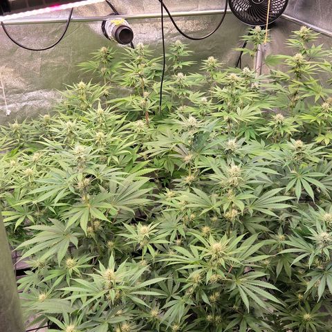 Kalini growlog timeline photo
