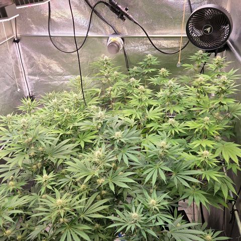 Kalini growlog timeline photo