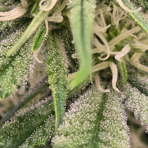 Diesel growlog photo: An Blütetag 23 schon ordentlich Trichome am bilden bis auf größere Blätter. Das wird viel !