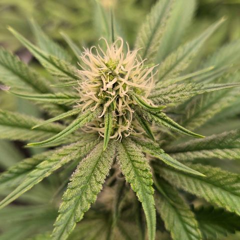 Diesel growlog photo: An Blütetag 23 schon ordentlich Trichome am bilden bis auf größere Blätter. Das wird viel !