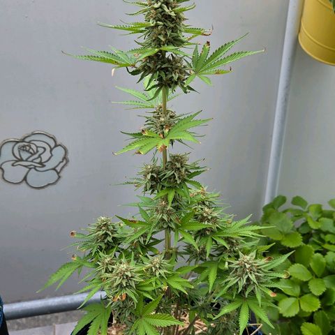 Amnesia S growlog photo: Es war in der Tat von Anfang an das falsche Wassermanagement in der neuen Dope Lite 5 % was die Pflanze ihre möglichkeiten nicht aus schöpfen konnte. In dieser Erde ist die Wasserspeicherung sehr effektiv u mit dem Blumat Digital ist zwar 90 - 110 mbar das Optimum aber ein Gießen doch erst bei 200 - 250 mbar deutlich besser. Erst ab 300 mbar beginnen Pilze u Microorganismen ihre Arbeit ein zu stellen. Ich hielt es zu niedrig u damit dauerhaft zu feucht. 
