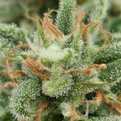 Amnesia S growlog photo: Es war in der Tat von Anfang an das falsche Wassermanagement in der neuen Dope Lite 5 % was die Pflanze ihre möglichkeiten nicht aus schöpfen konnte. In dieser Erde ist die Wasserspeicherung sehr effektiv u mit dem Blumat Digital ist zwar 90 - 110 mbar das Optimum aber ein Gießen doch erst bei 200 - 250 mbar deutlich besser. Erst ab 300 mbar beginnen Pilze u Microorganismen ihre Arbeit ein zu stellen. Ich hielt es zu niedrig u damit dauerhaft zu feucht. 