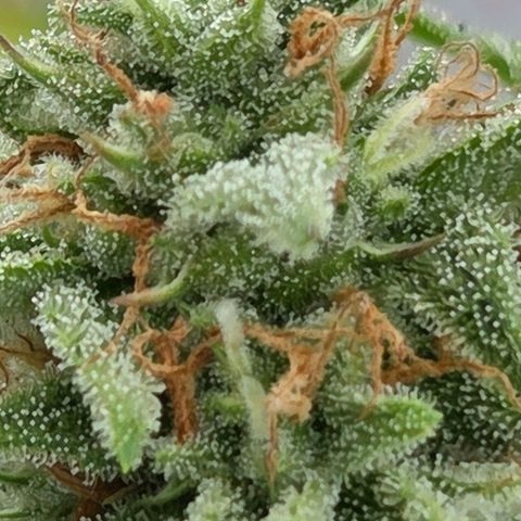 Amnesia S growlog timeline photo