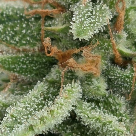 Amnesia S growlog timeline photo