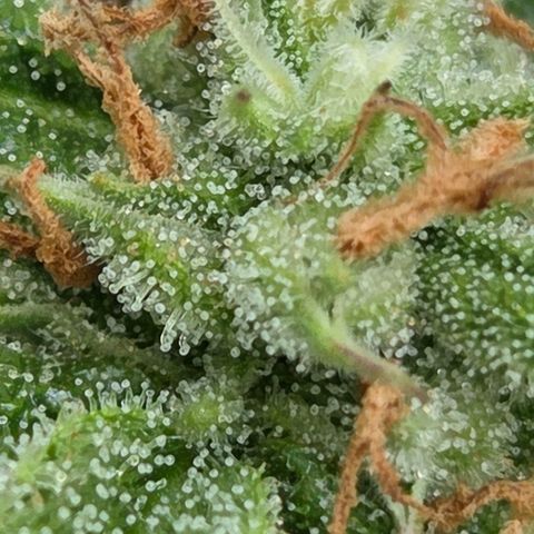 Amnesia S growlog timeline photo